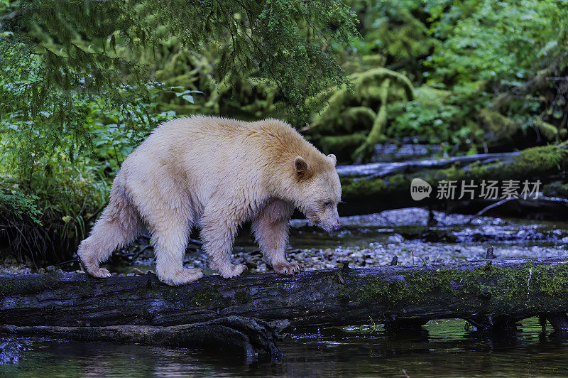 柯莫德熊(Ursus americanus kermodei)，也被称为“白灵熊”或“鬼熊”，是生活在不列颠哥伦比亚省中部海岸的美国黑熊的一个亚种。